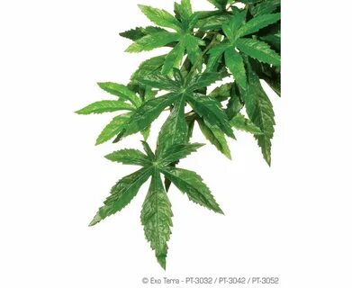 Plant ex