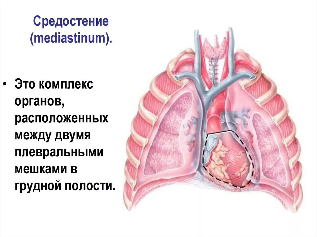 Правая плевральная полость. Средостение анатомия человека. Средостение легких анатомия. Средостение что это в легких. Органы средостения анатомия.