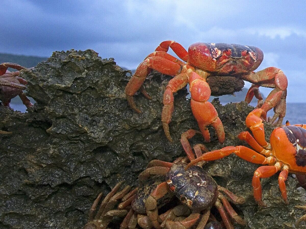 Краб 2 класс. Краб Краснюк черное море. Тасманийский Королевский краб. Австралийский пальмовый краб.