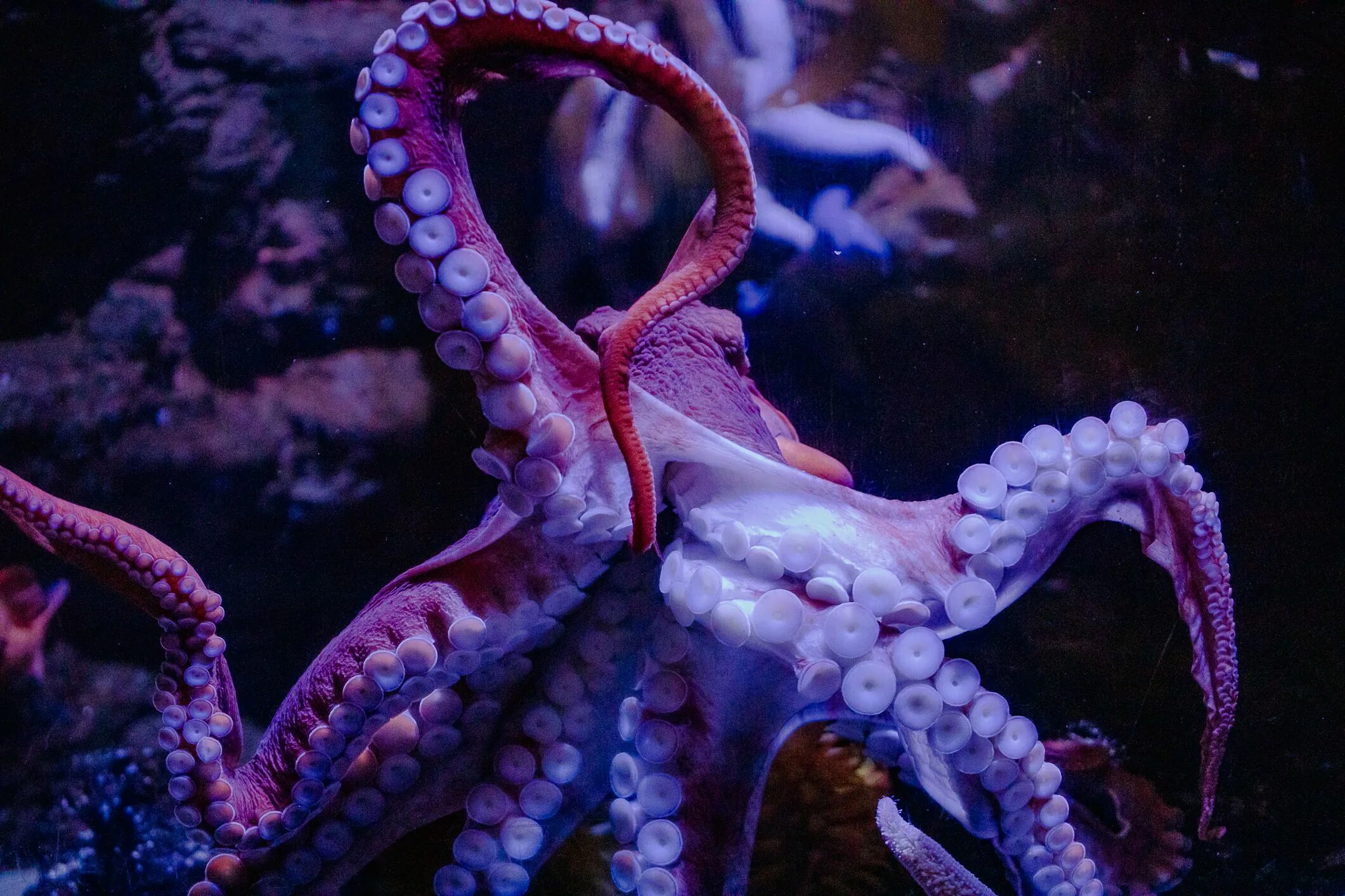 Фиолетовый осьминог. Лиловый осьминог. Игры фиолетовый осьминожка. Фиолетовый осьминог. Осьминожка сиреневый.