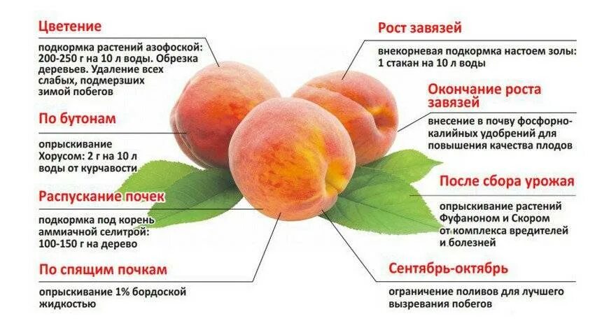 Чем опрыскать вишню после цветения. Схема подкормки персика. Схема удобрения абрикоса. Схема подкормки плодовых деревьев. Схема подкормки абрикоса.