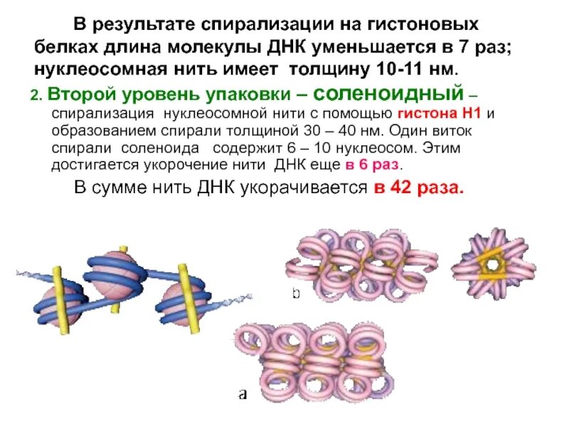 Спирализация хромосом это. Нуклеосомный уровень упаковки. Функции гистоновых белков. Гистоновые белки. Структура гистоновых белков.