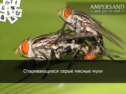 Мухи спариваются