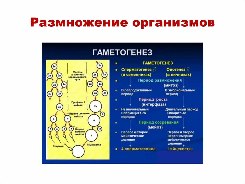 Фазы гаметогенеза процессы. Фазы гаметогенеза процессы