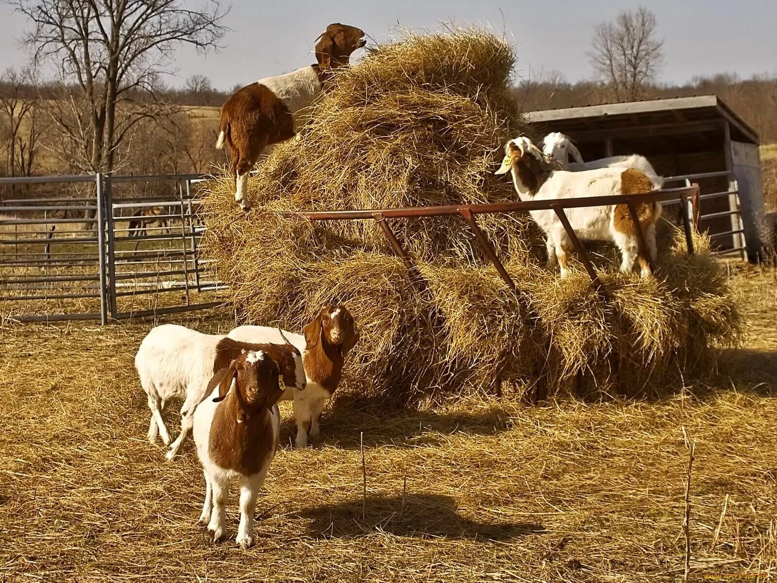 Коз коне. Деревня сено. Коровы в деревне. Домашние сельскохозяйственные животные. Деревенские животные.
