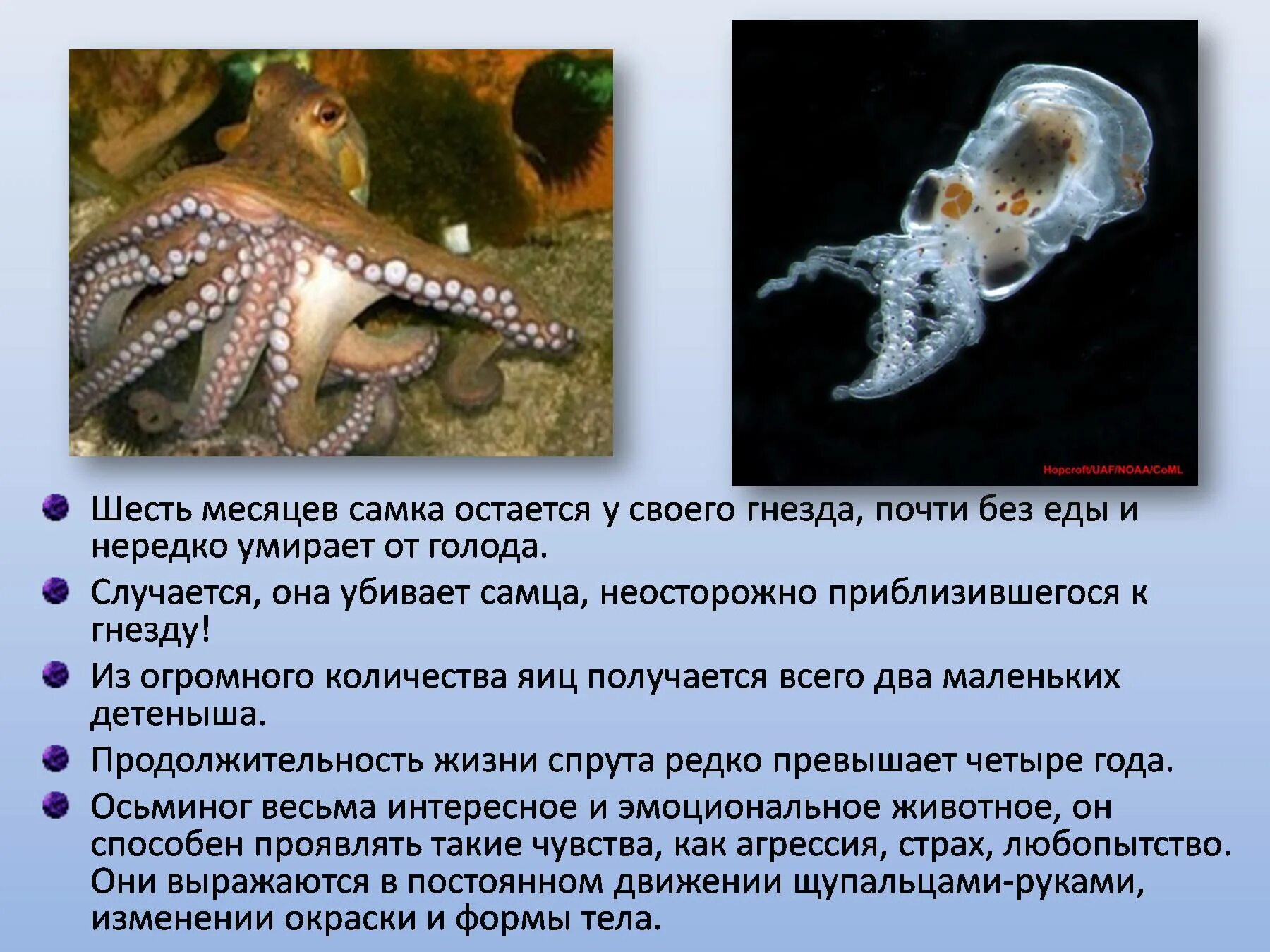 Осьминог какой класс животных. Осьминог для презентации. осьминог интересные факты. информация о осьминоге. осьминог описание.