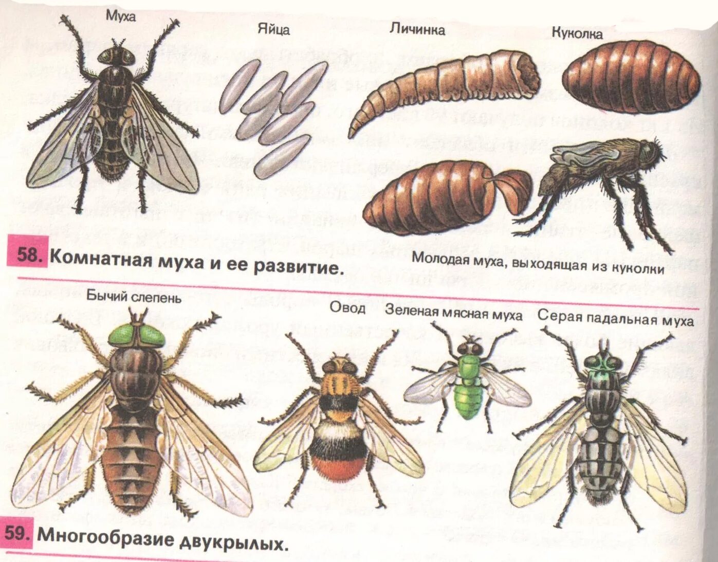 Зеленая мясная муха тип развития