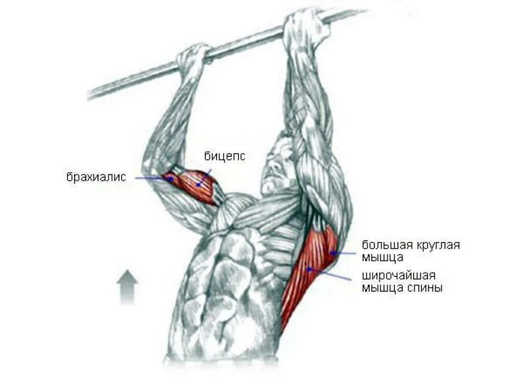Мышцы при подтягивании обратным хватом. Схема подтягиваний обратным хватом. Техника подтягивания на турнике обратным хватом. Мышцы работающие при подтягивании узким хватом. Подтягивания узким хватом какие