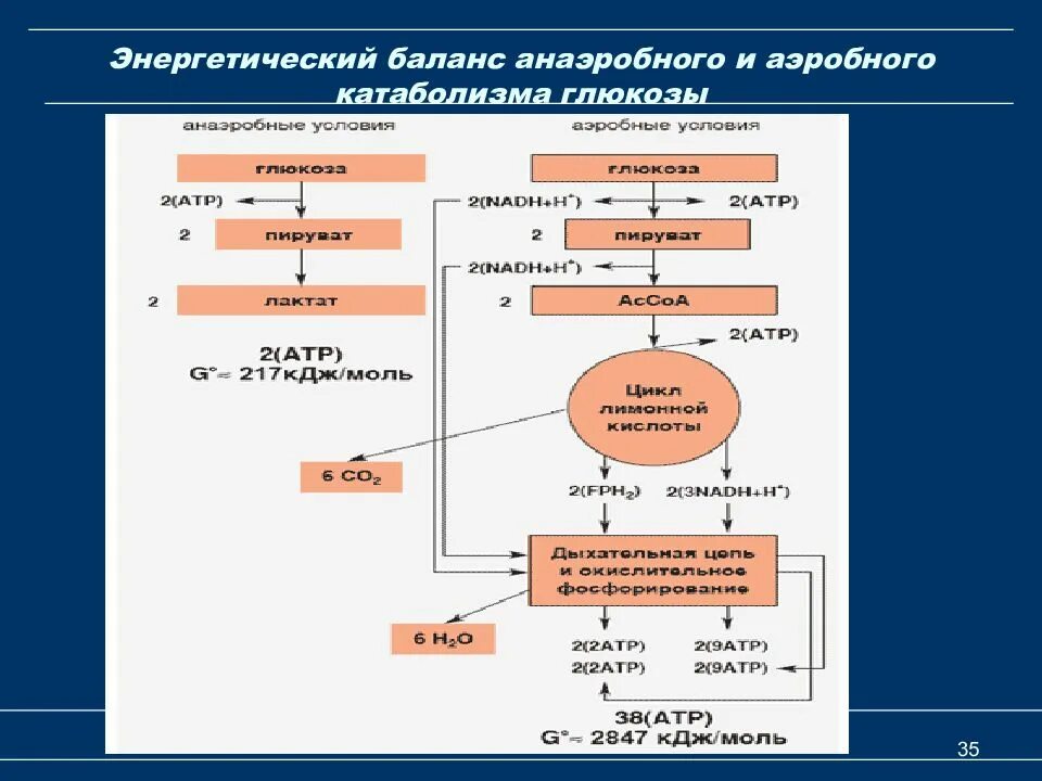 Общая схема катаболизма Глюкозы. Этапы катаболизма Глюкозы. Схема схема анаэробного гликолиза. Энергетический баланс анаэробного гликолиза биохимия. Этап катаболизма глюкозы