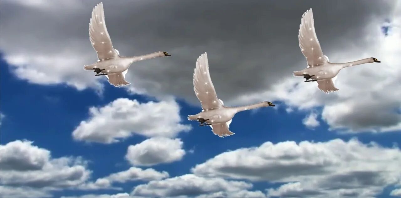 Лебедушка летала песня. Лебеди в небе. Лебеди летят. Стая лебедей в небе. Гуси лебеди летят.