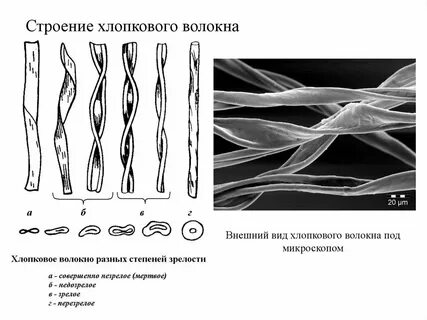 Цвет хлопкового волокна