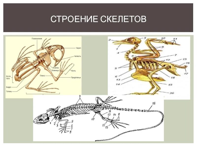 Прочный внутренний скелет