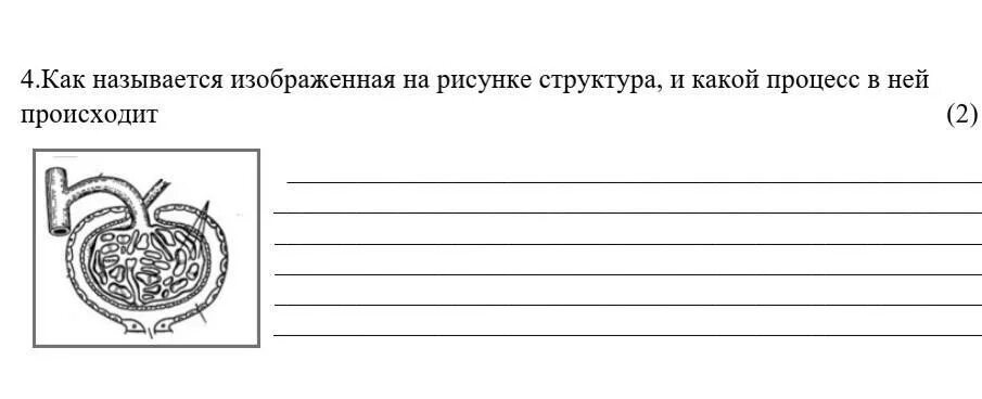 Как называется структура, изображённая на рисунке?. Рассмотрите изображенную на иллюстрации структуру. Как называется процесс изображенный на рисунке. Какой процесс изображен на рисунке?. Изображенная на рисунке структура участвует