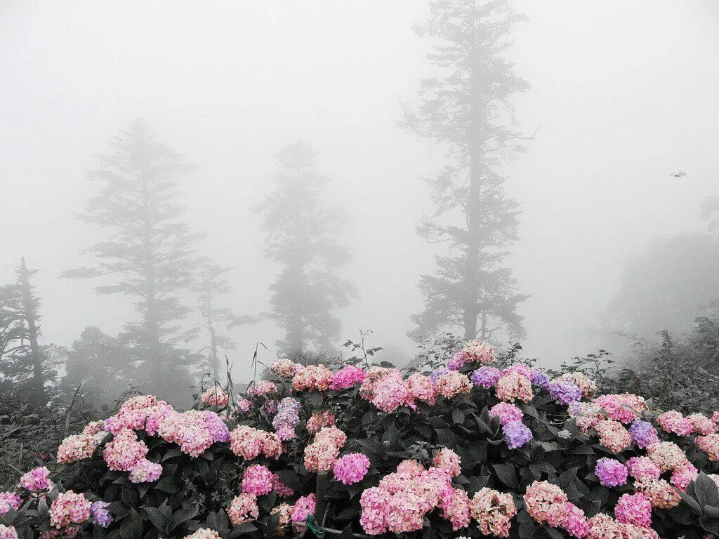 Туманные цветы для дилюка. Увядшие цветы чб. Туманные цветы для дилюка. Туманное утро и цветы. Трава в тумане.