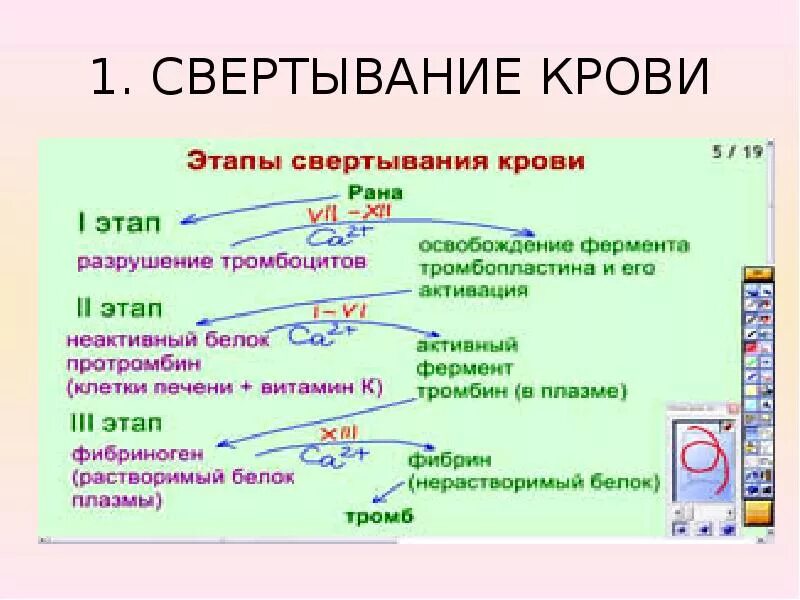 Функция свертывания крови выполняют. Общая схема свертывания крови. Схема процесса свертываемости крови. Схема свертывания крови образование сгустка. Фазы свертывания крови схема.