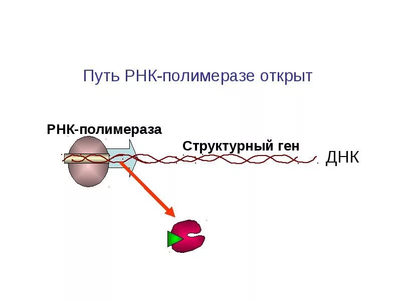 РНК полимераза 3. Фермент РНК полимераза. РНК полимераза функции. РНК полимераза эукариот.