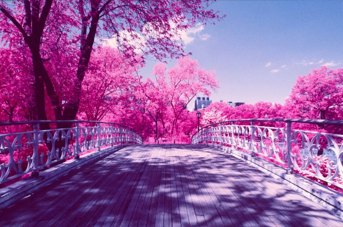 аллея сакуры в японии цветение. улицы японии с сакурой. саппоро сакура. улица цвета сакуры. сакура мост япония.