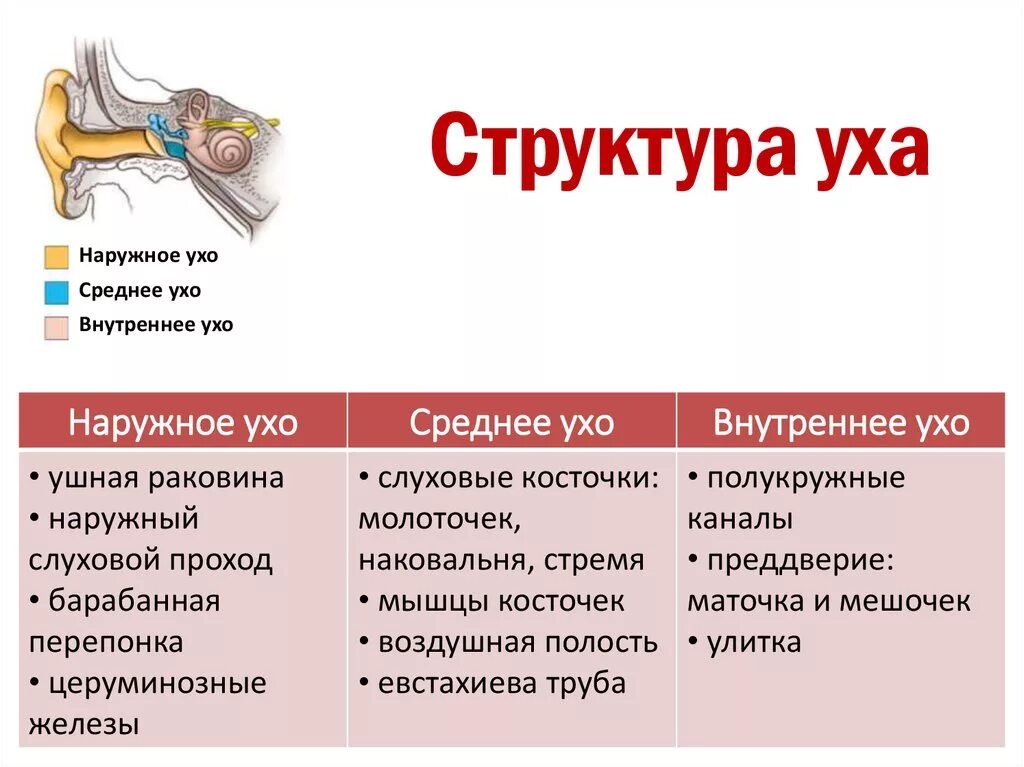 Функции отделов слухового анализатора. Наружное ухо среднее ухо внутреннее ухо строение функции. Структура и функции наружного среднего и внутреннего уха. Внутреннее ухо строение и функции анатомия. Состав наружного среднего внутреннего уха.