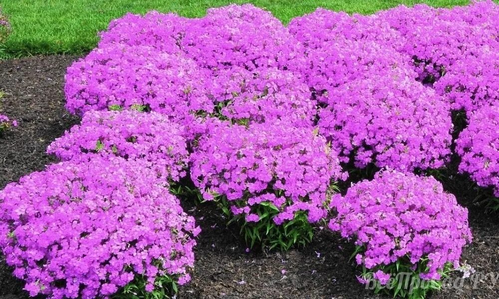 Всходы флоксов многолетних. Как вырастить многолетний флокс из семян. Флоксы в саду. Флокс друммонда рассада. Флокс низкорослый однолетний.