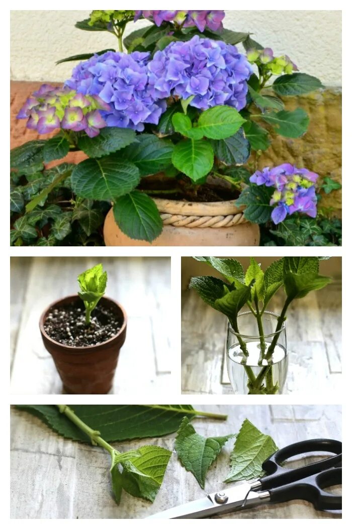 Цветение крупнолистной гортензии. Купила гортензию что дальше делать. Купила гортензию что дальше делать. Купила гортензию что дальше делать. Купила гортензию что дальше делать.