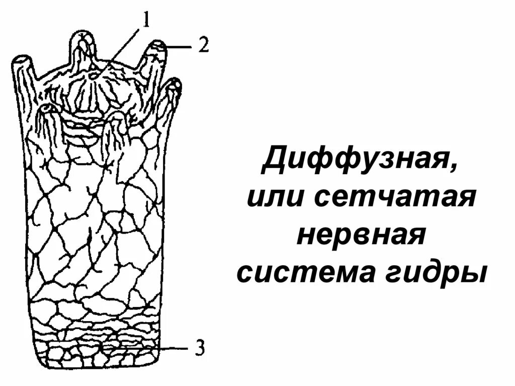 Сетчатая нервная система гидры. Нервная система гидры схема. Диффузная нервная система гидры. Гидра нервная система диффузного типа.