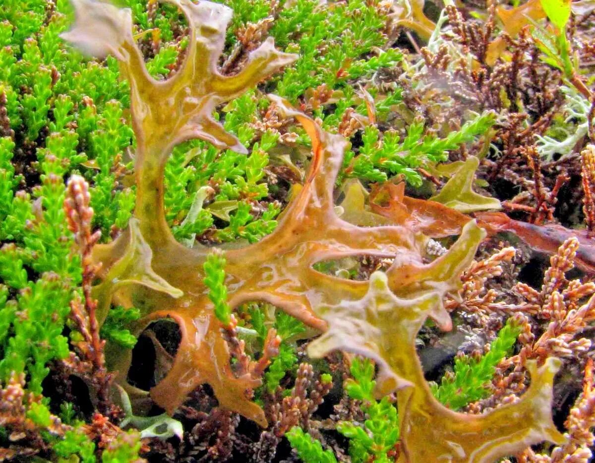 лишайник цетрария исландская. исландский 1 мох. 5. 5г ф/п n20 бад. исландский 1 мох.