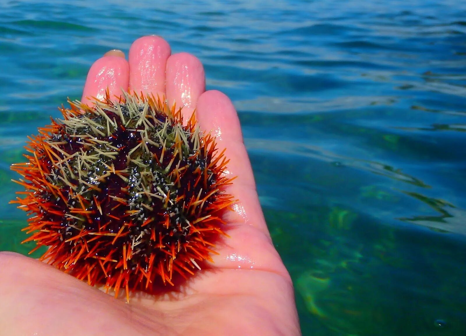 Морской еж. Лицо морского ежа. Артефакт морской ёж. Морской еж витамины. Строение морского ежа.