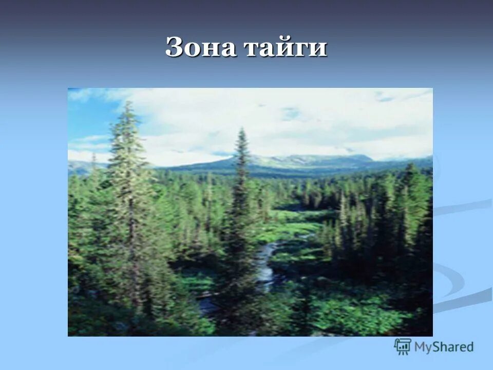Зона тайги в России 4 класс. Тайга природная зона. Тайга природная зона 4 класс. Презентация о природной зоне Тайга. Тайга самая крупная природная зона россии