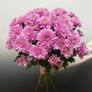 Розовые хризантемы букет