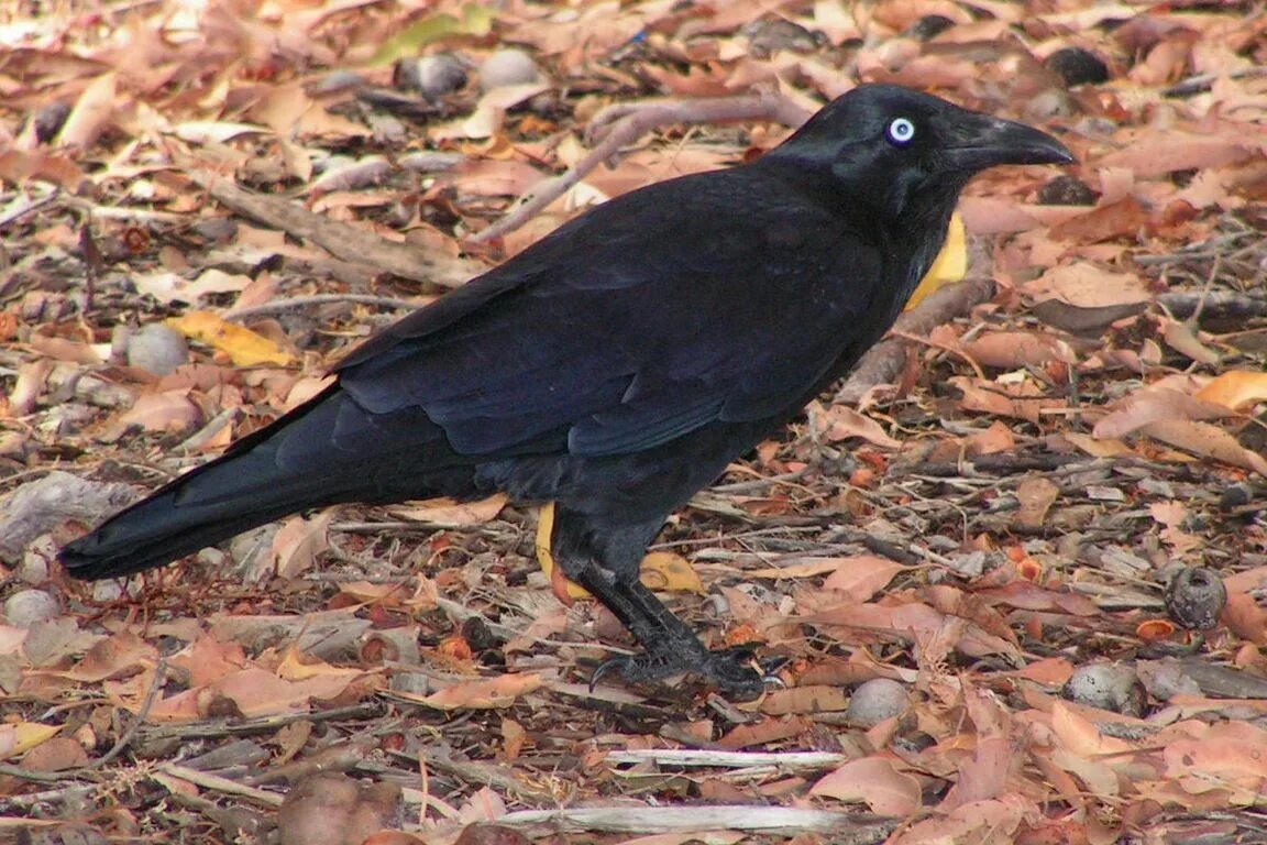 Ворон какой вид. Белоклювый ворон. Corvus coronoides. Тасманийский ворон. Австралийский ворон.