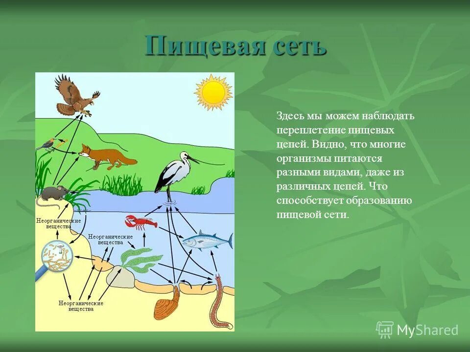 Пищевая сеть питания. Пищевая цепочка. Пищевая сеть в природе. Пищевая цепочка питания.