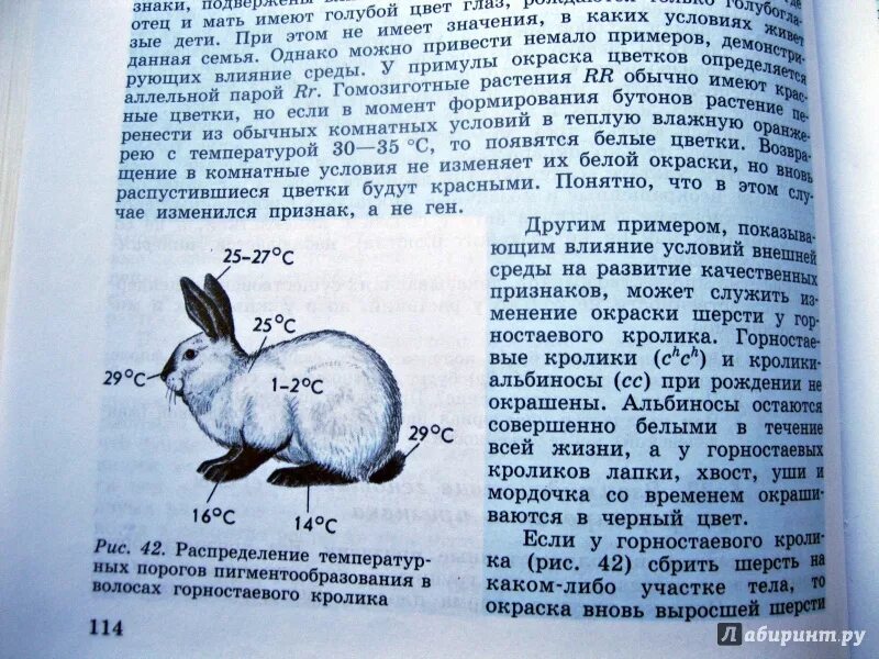 Изменение окраски шерсти у горностаевого кролика. Окраски шерсти у горностаевого. Опыт с Горностаевым кроликом. Гималайский кролик опыт. Гималайский кролик окраска шерсти