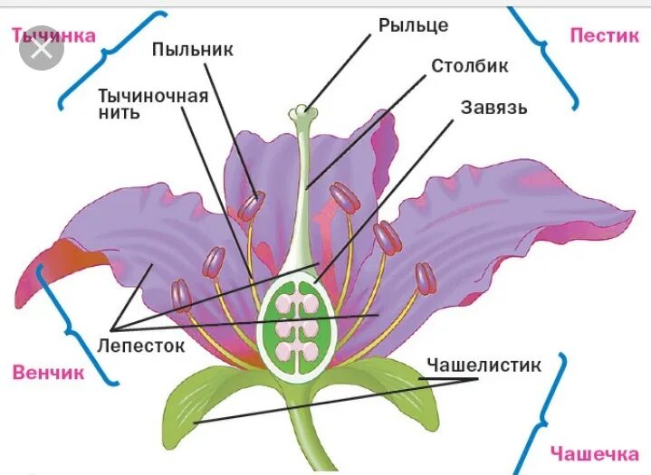 Обычно венчик окружен б состоящей из чашелистиков. Из чего состоит венчик цветка. Строение цветка венчик. Строение венчика. Строение цветка пестик венчик околоцветника.