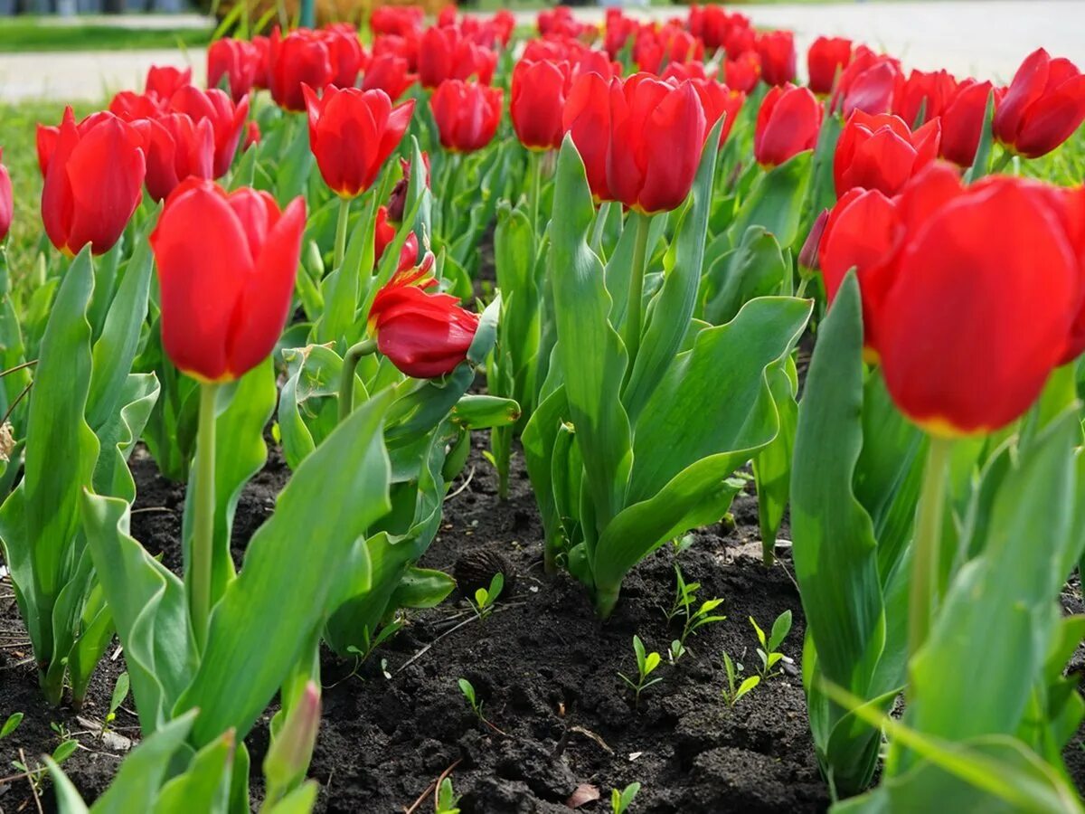 Клумба с тюльпанами. В саду растет тюльпан. Тюльпан оритиевидный. Тюльпаны садовые. Клумба с тюльпанами.