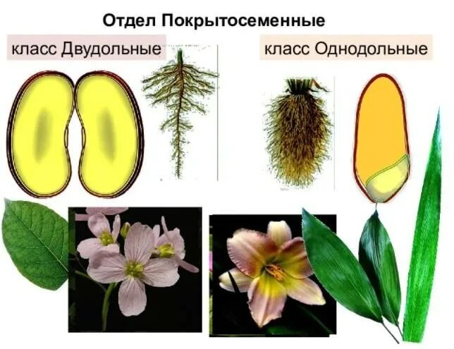 Подпишите их названия плауновые однодольные двудольные хвойные. Однодольные и двудольные растения. Покрытосеменные Однодольные и двудольные. Покрытосеменные растения Однодольные и двудольные. Класс Однодольные и двудольные.