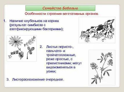 Строение вегетативных органов