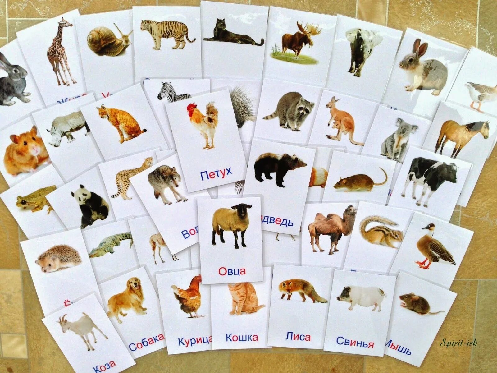 Домашние животные дикие животные карточку. Карточки животных для детей. Карточки с животными для малышей. Карточки с дикими и домашними животными для детей. Карточки для детей с животными развивающие.