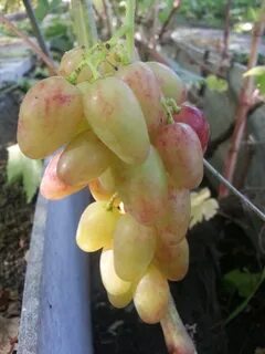 Виноград арк