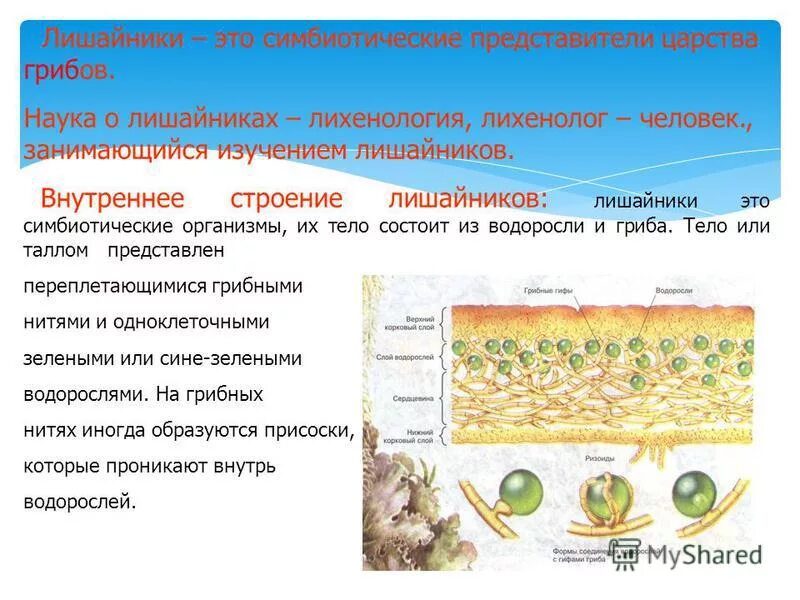 Исследование лишайников