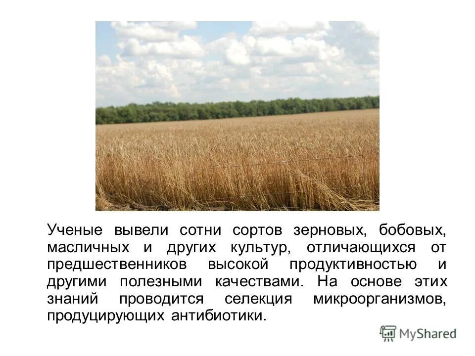 ученые селекционеры вывод. николай иванович вавилов вклад в селекцию. вклад отечественных ученых в селекцию зерновых культур. вавилов николай иванович селекция 9 класс. вклад отечественных ученых в селекцию зерновых культур.