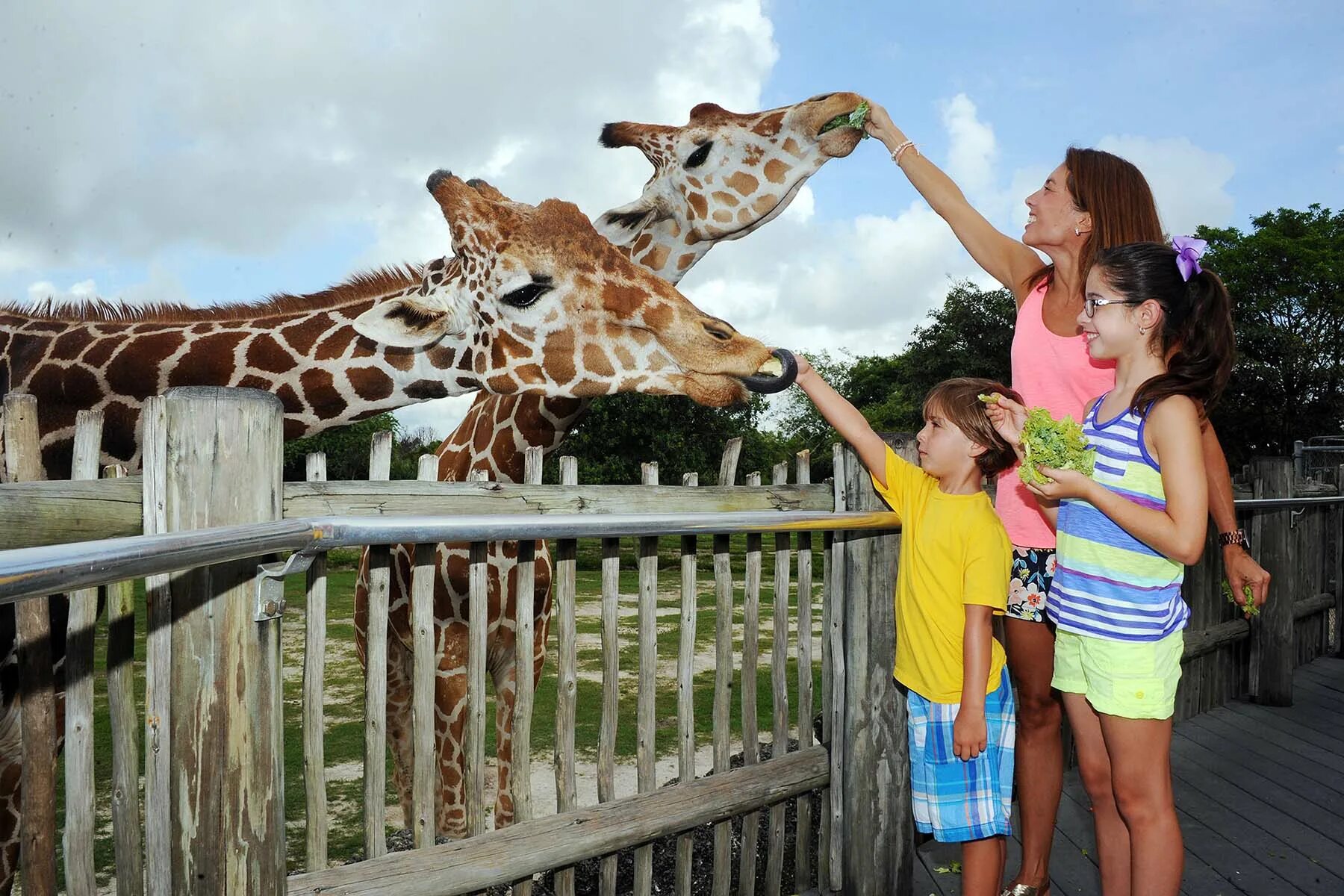 Лев тигр жираф. Зоопарк Майами (Zoological Wildlife Foundation). Посетители зоопарка. Жираф в зоопарке. Дети в зоопарке.