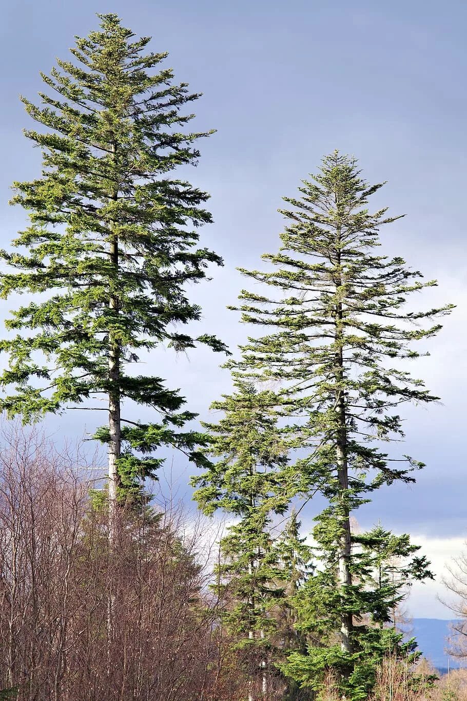 Высокое хвойное. Mountain Pine сосна. Сосна высокая. Карелия сосны высокие. Высокие сосны в Финляндии.