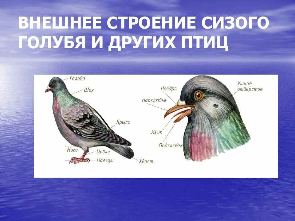 Внешнее строение птиц кратко. Внешнее строение голубя 7 класс биология. внешнее строение сизого голубя. сизый голубь строение. внешнее строение птицы голубь.