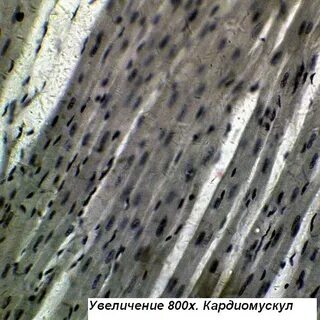 Микроскоп увеличение 2000 крат