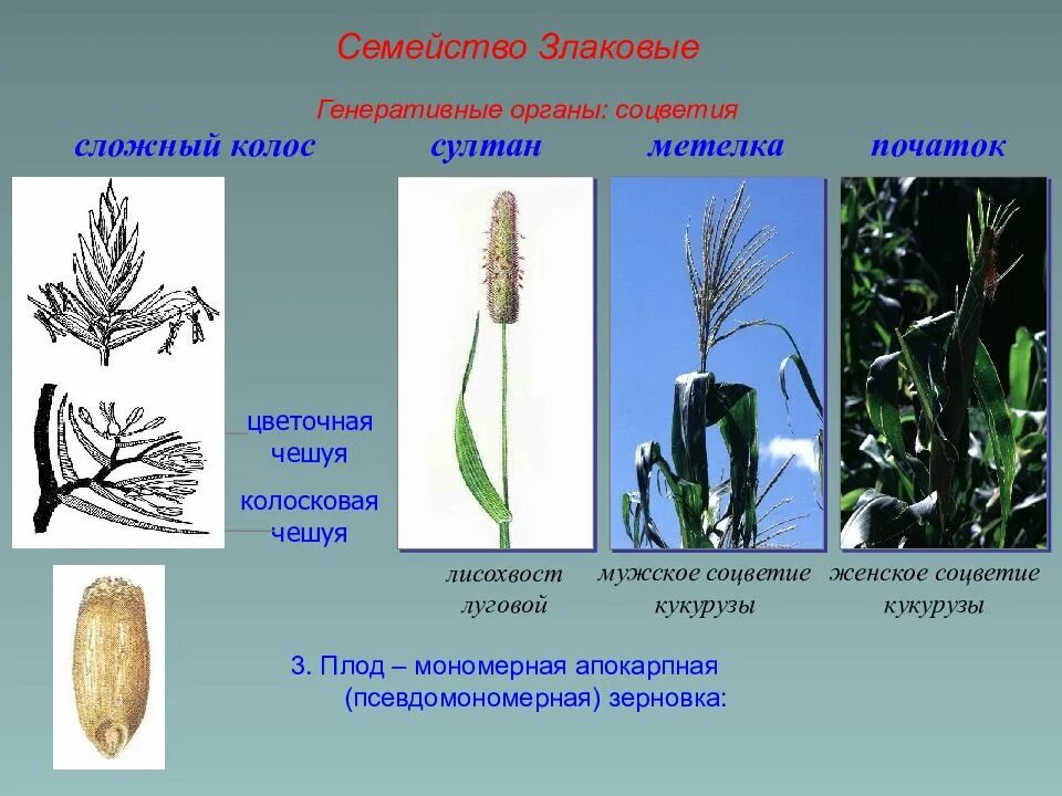 Генеративные органы соцветия