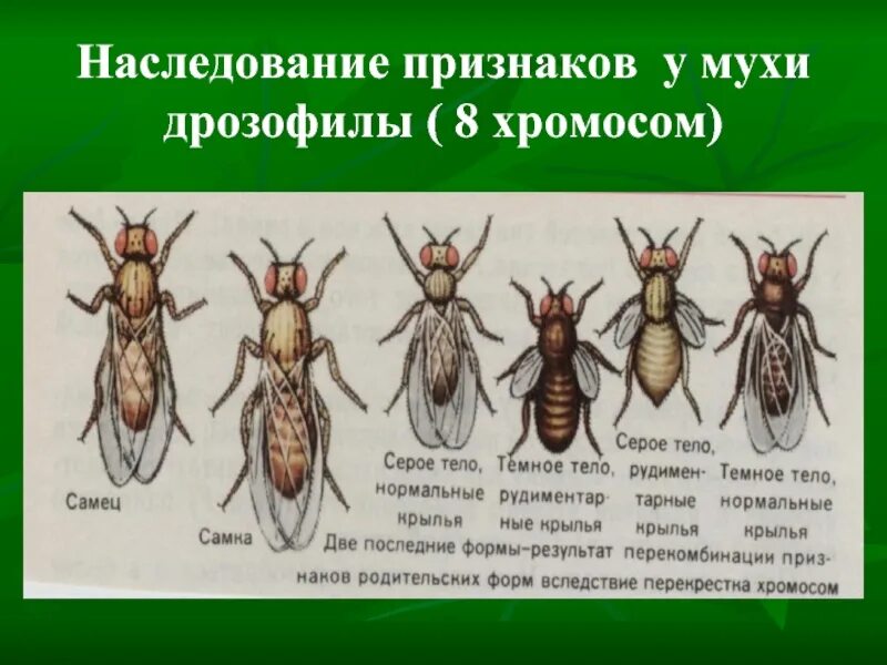 Какие причины могут вызвать мутации у дрозофил. Сцепленное наследование мухи дрозофилы. Мухи дрозофилы генетика. Мутационная изменчивость примеры дрозофилы. Наследование пола у мушек дрозофил.