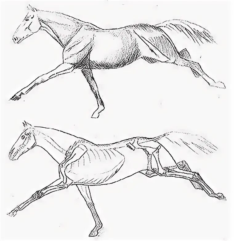 Рысь галоп иноходь. Шаг лошади. Галоп аллюр лошади схема. Лошадь рефенс. Андалузская лошадь гнедая.