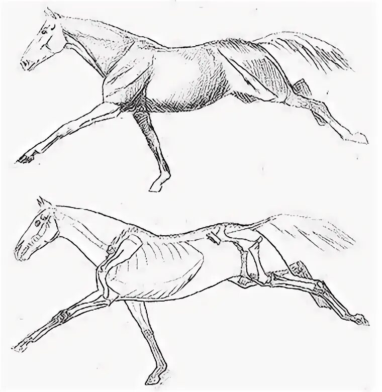 Лошадь галоп референс. Анатомия лошади в движении. Зарисовки животных в движении. Лошадь в движении. Передвижение лошади