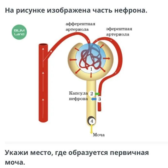 Моча которая образуется в капсуле нефрона. Нефрон первичной строение. Представлена схема основных процессов в нефроне. Нефрон первичная моча. Нефрон образование первичной мочи.