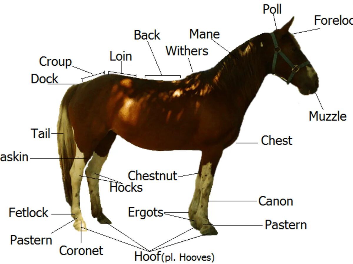 Horse перевести. Анатомия верховой езды. Анатомия всадника на лошади. Лошадь верхом анатомия. Fetlock у лошади.